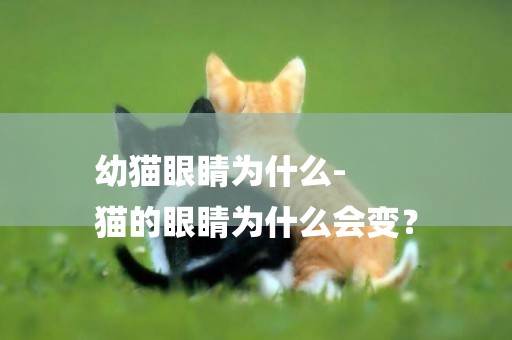 幼貓眼睛為什么-
貓的眼睛為什么會變？