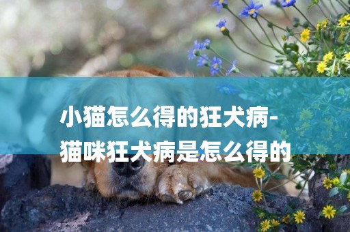 小貓怎么得的狂犬病-
貓咪狂犬病是怎么得的