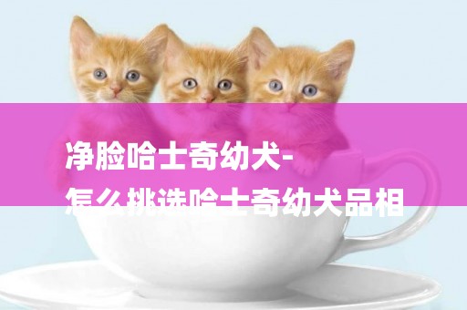 凈臉哈士奇幼犬-
怎么挑選哈士奇幼犬品相