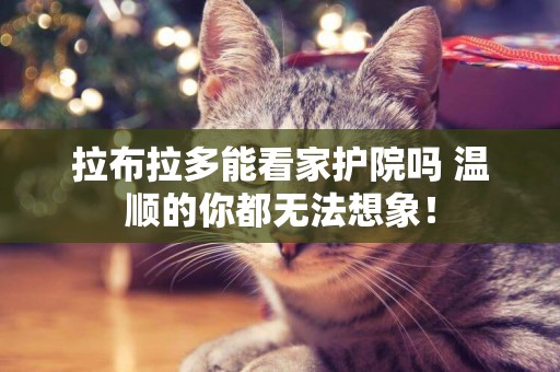 拉布拉多能看家護院嗎 溫順的你都無法想象！