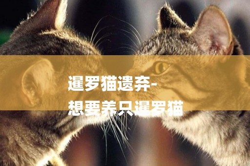 暹羅貓遺棄-
想要養只暹羅貓