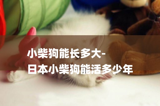 小柴狗能長多大-
日本小柴狗能活多少年