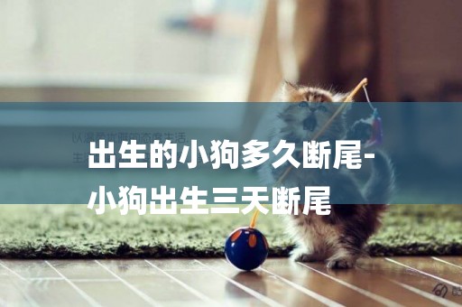 出生的小狗多久斷尾-
小狗出生三天斷尾