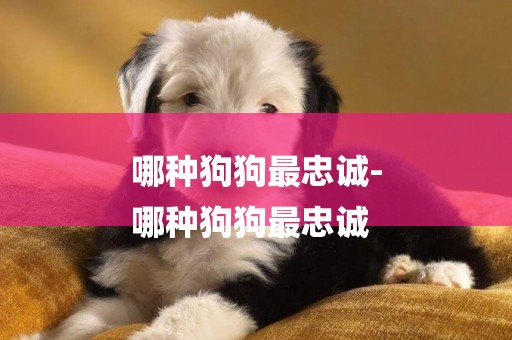 哪種狗狗最忠誠-
哪種狗狗最忠誠