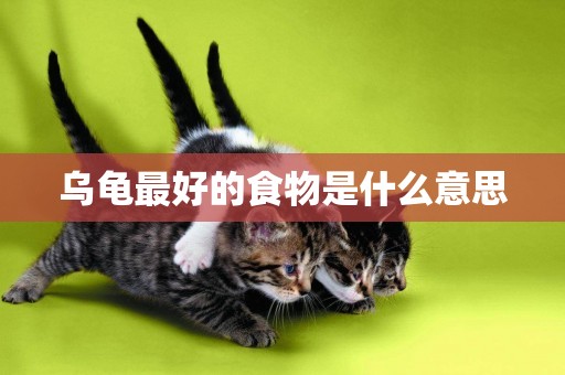 烏龜最好的食物是什么意思