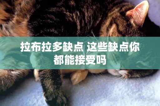 拉布拉多缺點 這些缺點你都能接受嗎