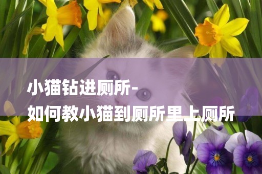 小貓鉆進廁所-
如何教小貓到廁所里上廁所