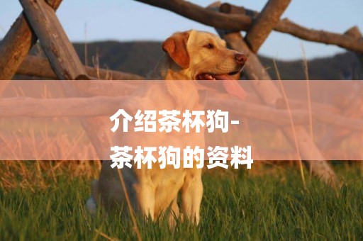 介紹茶杯狗-
茶杯狗的資料