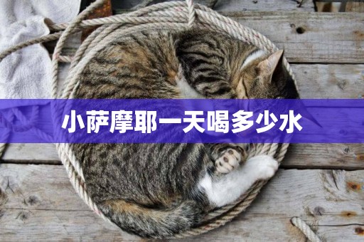 小薩摩耶一天喝多少水