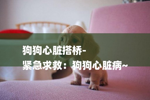 狗狗心臟搭橋-
緊急求救：狗狗心臟病~