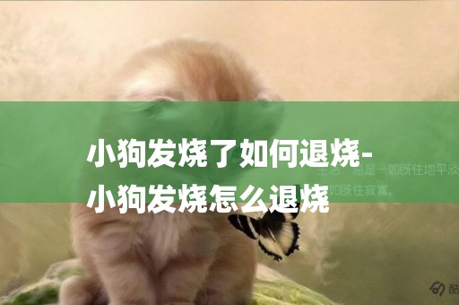 小狗發燒了如何退燒-
小狗發燒怎么退燒