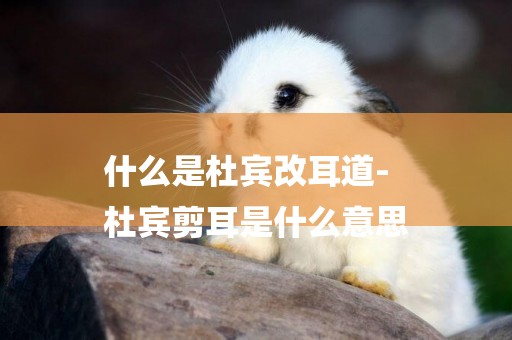 什么是杜賓改耳道-
杜賓剪耳是什么意思