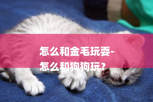 怎么和金毛玩耍-
怎么和狗狗玩？