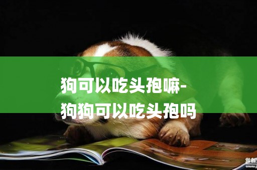 狗可以吃頭孢嘛-
狗狗可以吃頭孢嗎