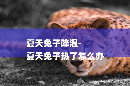 夏天兔子降溫-
夏天兔子熱了怎么辦