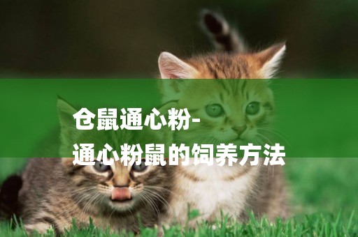 倉鼠通心粉-
通心粉鼠的飼養方法
