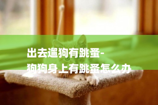 出去遛狗有跳蚤-
狗狗身上有跳蚤怎么辦
