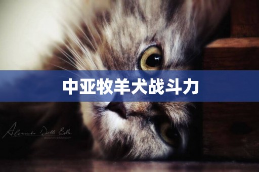 中亞牧羊犬戰斗力