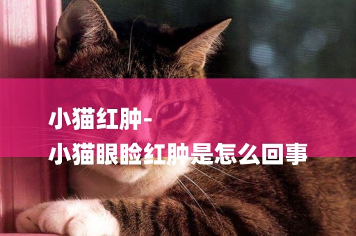 小貓紅腫-
小貓眼瞼紅腫是怎么回事