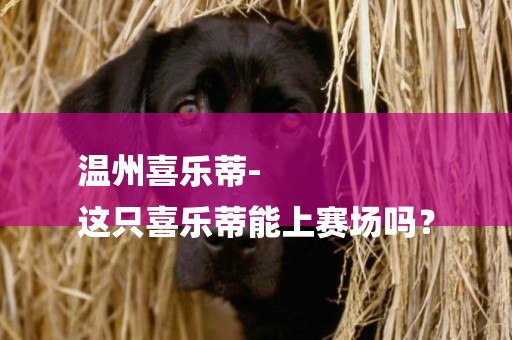 溫州喜樂蒂-
這只喜樂蒂能上賽場嗎？