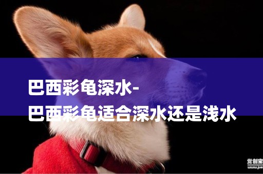 巴西彩龜深水-
巴西彩龜適合深水還是淺水