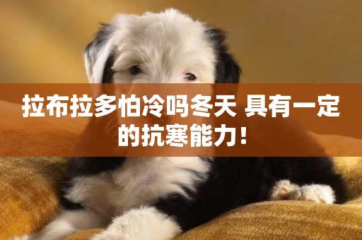 拉布拉多怕冷嗎冬天 具有一定的抗寒能力！