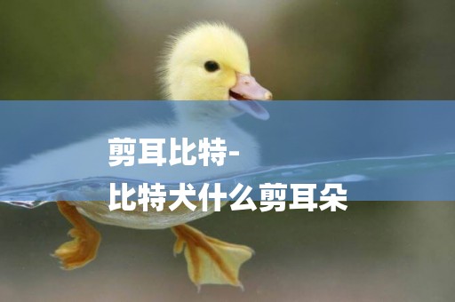 剪耳比特-
比特犬什么剪耳朵