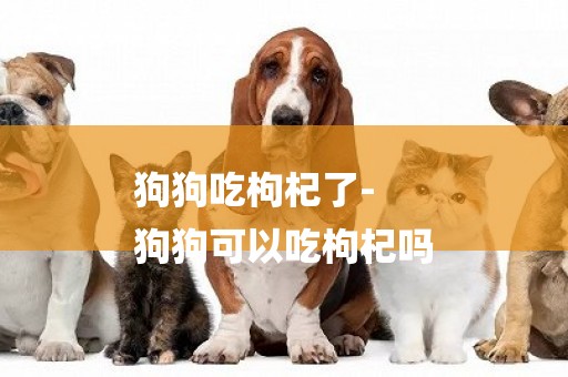 狗狗吃枸杞了-
狗狗可以吃枸杞嗎