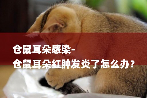 倉鼠耳朵感染-
倉鼠耳朵紅腫發炎了怎么辦？