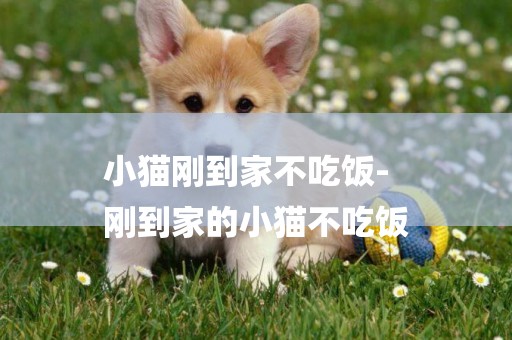 小貓剛到家不吃飯-
剛到家的小貓不吃飯