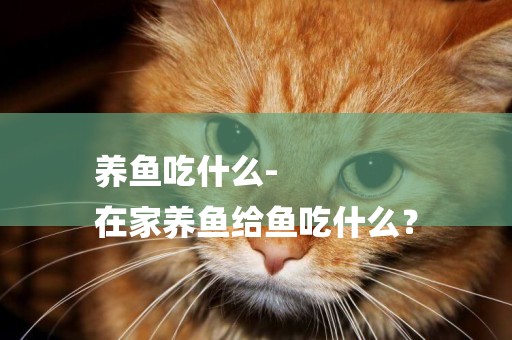 養魚吃什么-
在家養魚給魚吃什么？
