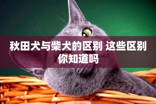 秋田犬與柴犬的區別 這些區別你知道嗎