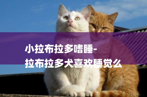 小拉布拉多嗜睡-
拉布拉多犬喜歡睡覺么