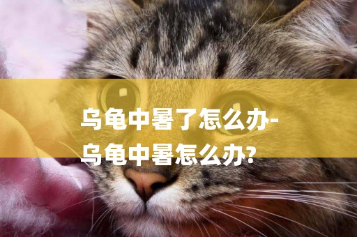 烏龜中暑了怎么辦-
烏龜中暑怎么辦?