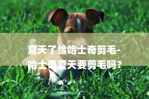 夏天了給哈士奇剪毛-
哈士奇夏天要剪毛嗎？