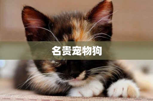 名貴寵物狗