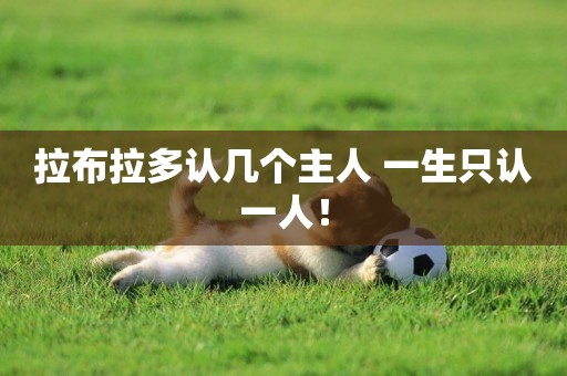 拉布拉多認幾個主人 一生只認一人！