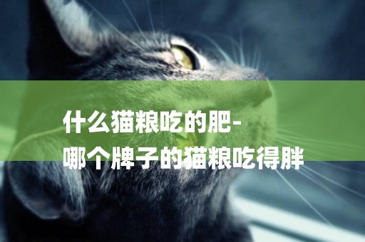 什么貓糧吃的肥-
哪個牌子的貓糧吃得胖