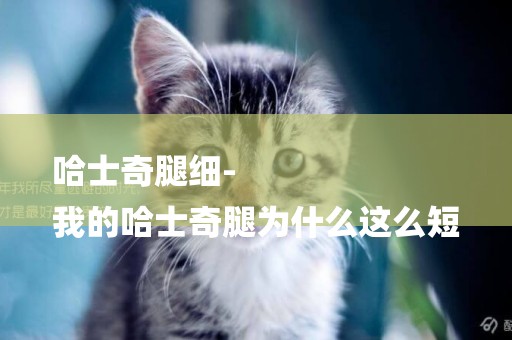 哈士奇腿細-
我的哈士奇腿為什么這么短