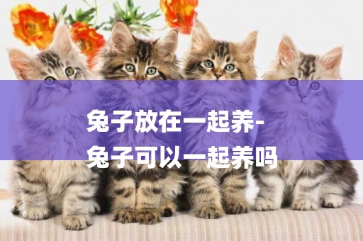 兔子放在一起養-
兔子可以一起養嗎