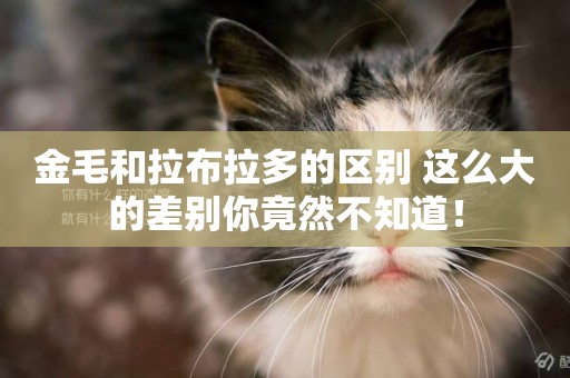 金毛和拉布拉多的區別 這么大的差別你竟然不知道！