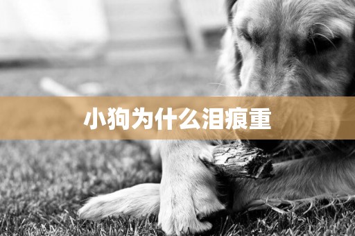 小狗為什么淚痕重