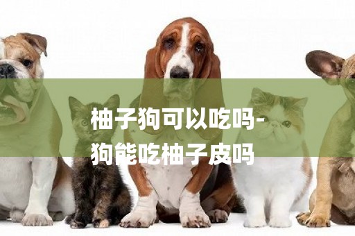 柚子狗可以吃嗎-
狗能吃柚子皮嗎