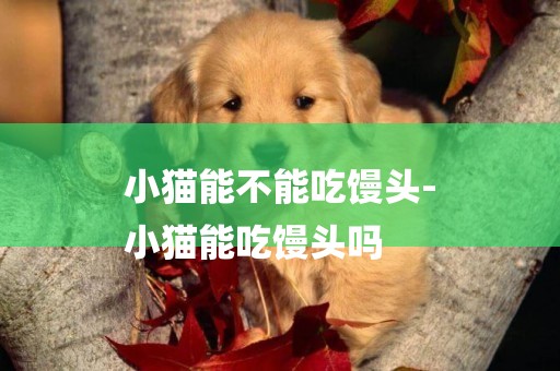 小貓能不能吃饅頭-
小貓能吃饅頭嗎