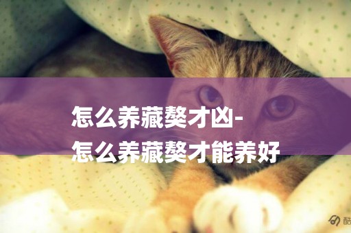 怎么養藏獒才兇-
怎么養藏獒才能養好