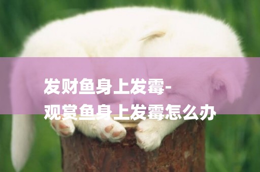 發財魚身上發霉-
觀賞魚身上發霉怎么辦
