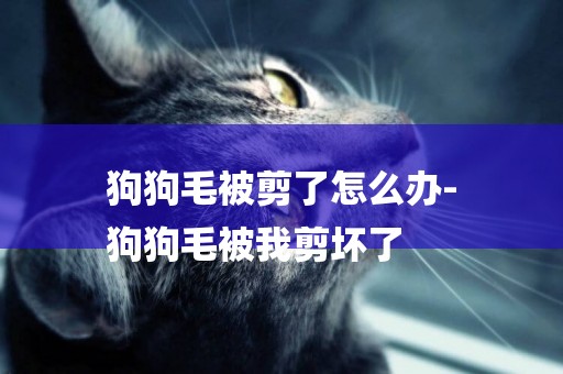 狗狗毛被剪了怎么辦-
狗狗毛被我剪壞了