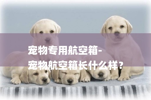 寵物專用航空箱-
寵物航空箱長什么樣？