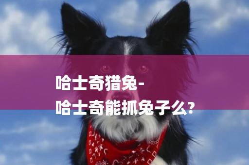 哈士奇獵兔-
哈士奇能抓兔子么?