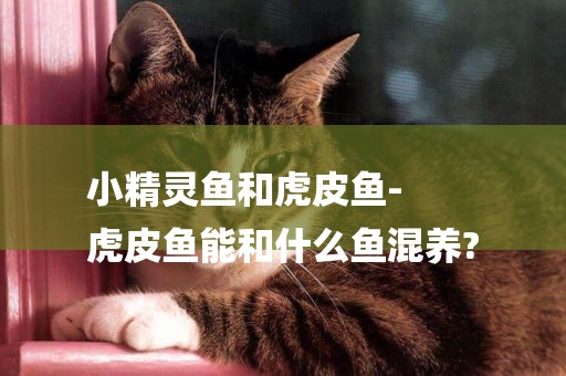 小精靈魚和虎皮魚-
虎皮魚能和什么魚混養?